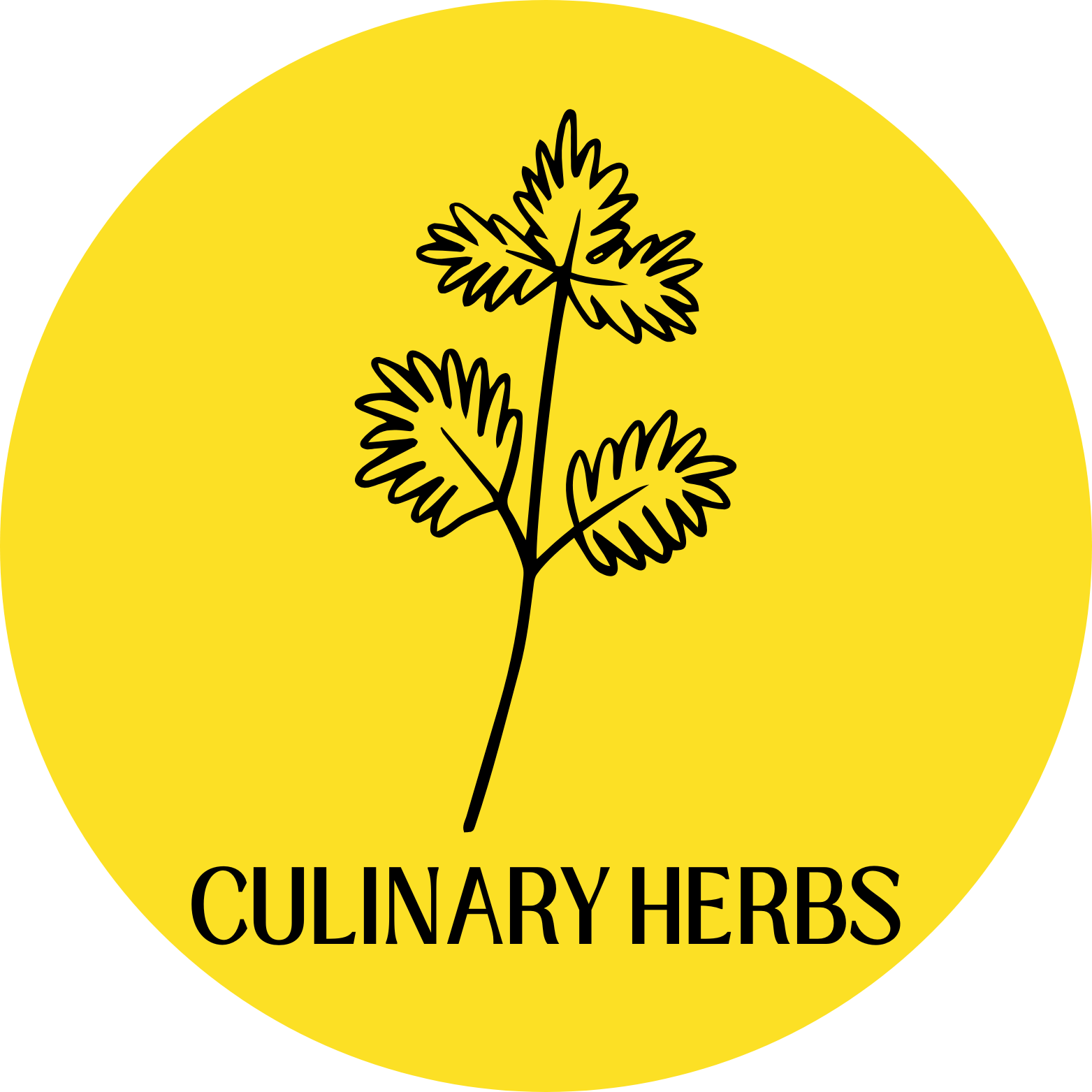 Culinary herbs